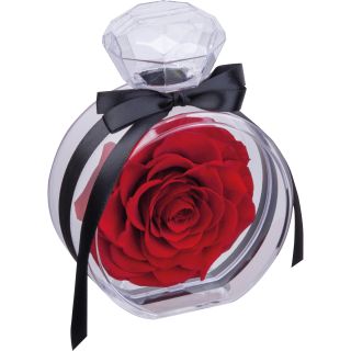 Róża dekoracyjna MARCELLA - Czerwony