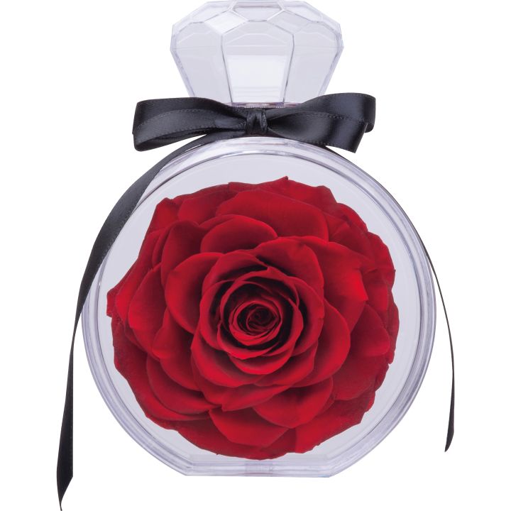 Róża dekoracyjna MARCELLA - Czerwony